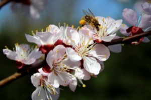 Manuka Honig Wirkung